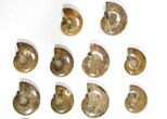 Lot: - Polished Whole Ammonite Fossils - Pieces #116658-1